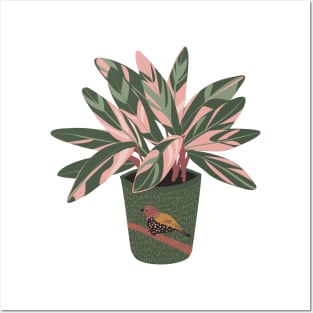 Stromanthe Houseplant Posters and Art